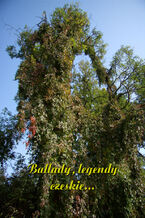 Okładka - Ballady, legendy czeskie - Antologia